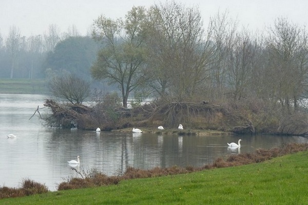 l'ile aux cygnes